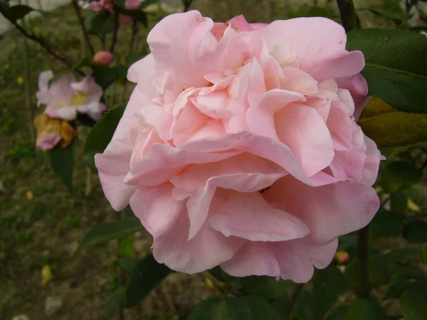 Zbliżenie Ujęcie Kwitnących Camellia Kwiaty Zieleni — Zdjęcie stockowe