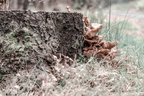 Selektivní Zaostření Záběru Divokých Hub Rostoucích Pařezu Stromu Durynském Lese — Stock fotografie