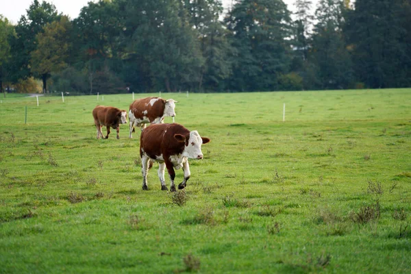 Una Vista Tres Vacas Caminando Campo Soleado Día Primavera —  Fotos de Stock