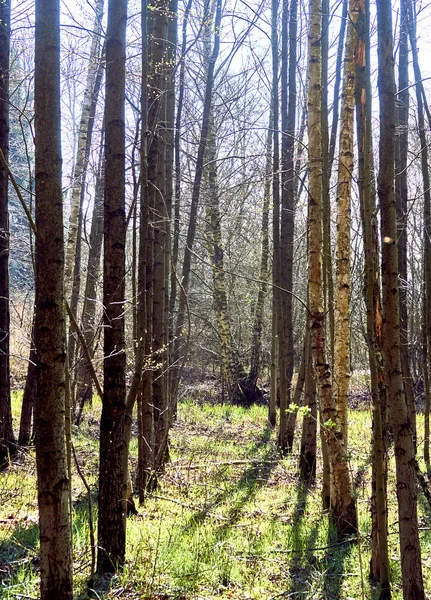 Vertical Shot Tall Trees Forest — Stock Photo, Image