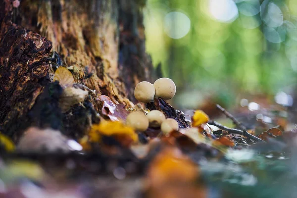 Primo Piano Funghi Che Crescono Sotto Albero — Foto Stock