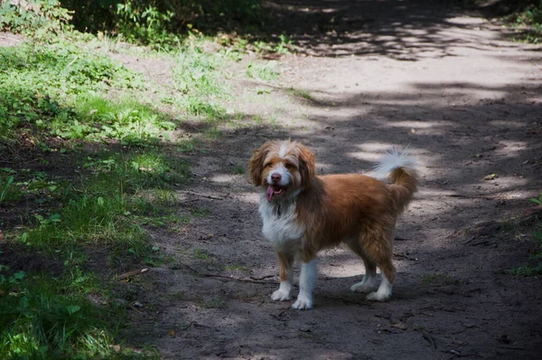 可愛い犬が野原を楽しそうに歩いている — ストック写真