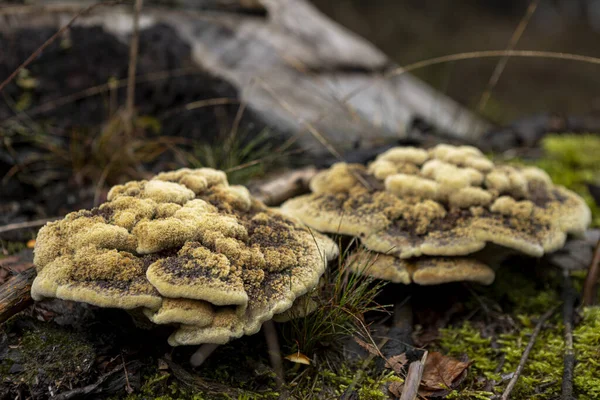 Duże Brązowe Żółte Trametes Versicolor Grzyby Wspólny Grzyb Polipore Naturalnym — Zdjęcie stockowe