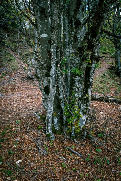 Вертикальный Кадр Ствола Дерева Зеленым Мохом — стоковое фото