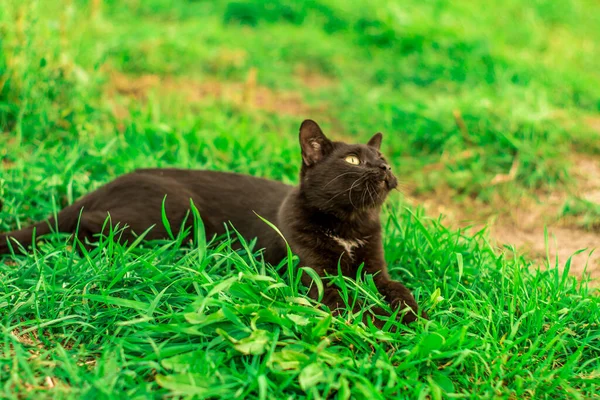 Närbild Svart Grinig Katt Som Ligger Ett Grönt Gräs Varm — Stockfoto