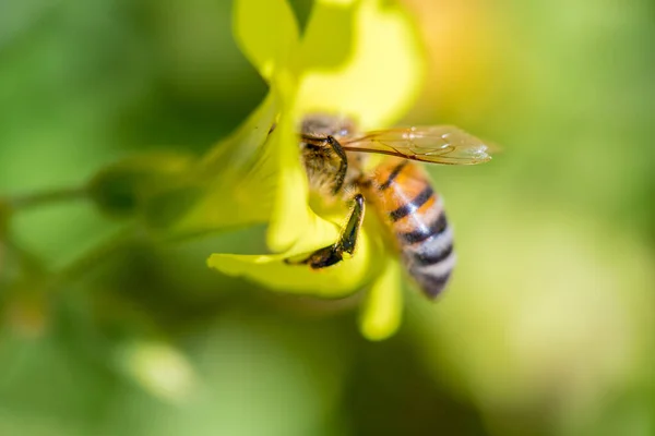 Detailní Záběr Včely Květině — Stock fotografie