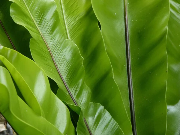 Eine Nahaufnahme Der Blätter Eines Vogelnestes — Stockfoto