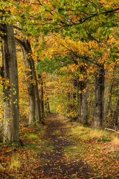 在荷兰一个迷人的秋日清晨 一条风景秀丽 五彩斑斓的森林小径上 有着灿烂的印度夏日色彩 — 图库照片
