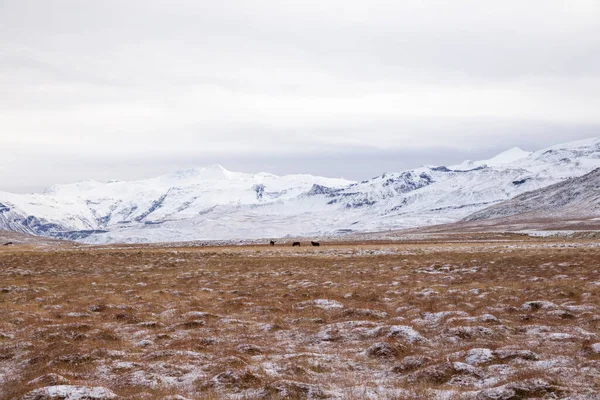 아이슬란드의스네 평야에 말들의 아름다운 — 스톡 사진
