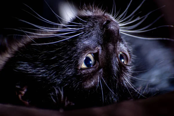 Siyah Bir Kedinin Baş Aşağı Yattığı Yakın Plan Bir Fotoğraf — Stok fotoğraf