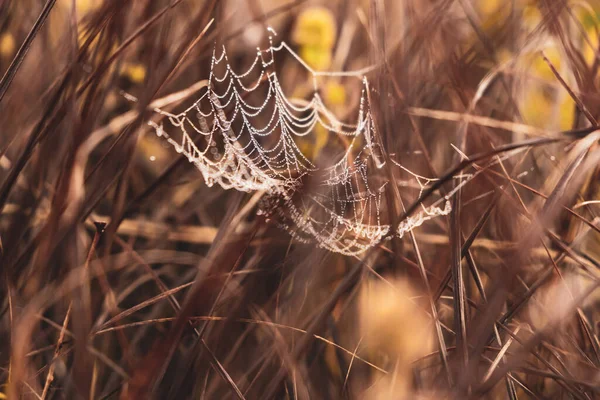 Mise Point Sélective Une Toile Araignée Sur Herbe — Photo