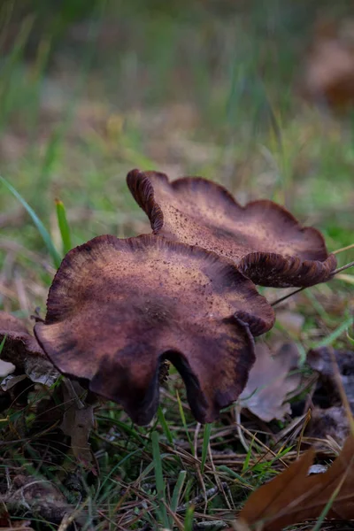 Selektiv Fokusbild Vilda Svampar Som Växer Skog — Stockfoto