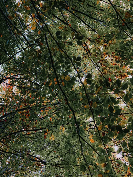 가지에 나뭇잎의 수직낮은 — 스톡 사진