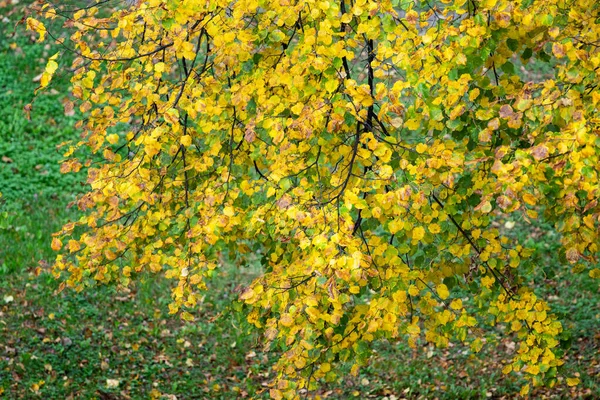 Vue Sur Les Feuilles Automne Sur Les Arbres Ville New — Photo