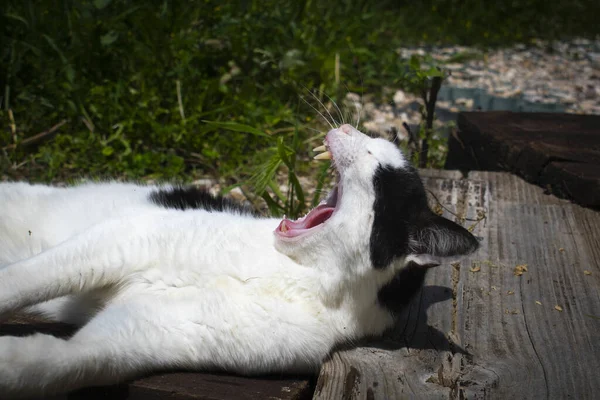 Een Zwart Wit Kat Liggend Gapen — Stockfoto