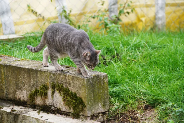 Een Dichtbij Shot Van Een Kat Lopend Een Wankele Rots — Stockfoto