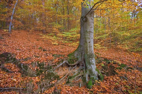 Tiro Close Uma Floresta Outono Colorido — Fotografia de Stock