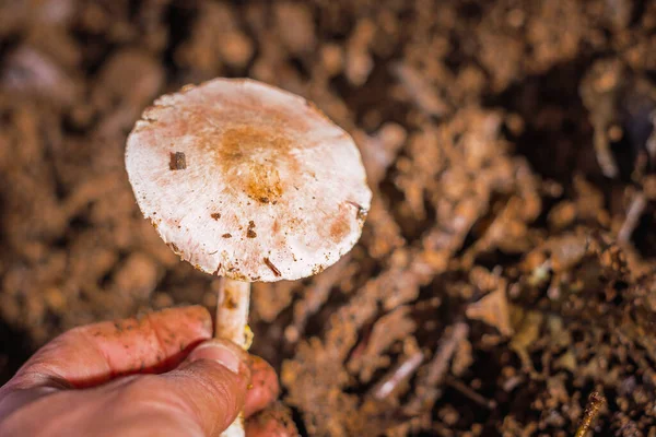 A closeup of the farmer holding the  growing Parasol mushroom in the soil