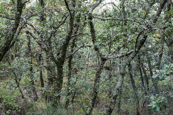 Roble Caducifolio Bosques Quercius Que Rodean Lago Ancipa Cerca Troina — Foto de Stock