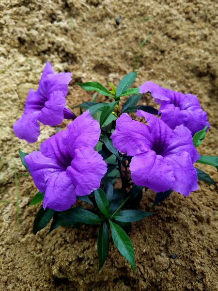 Een Verticaal Close Shot Van Paarse Ruellia Brittoniana Bloem — Stockfoto