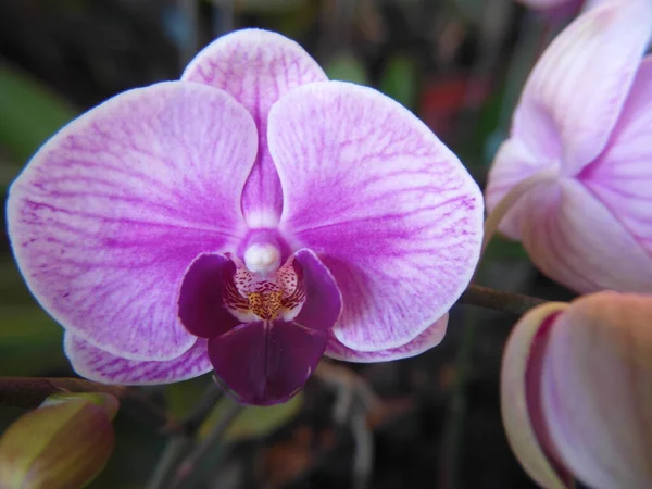 Plano Enfoque Macro Flor Orquídea Polilla — Foto de Stock