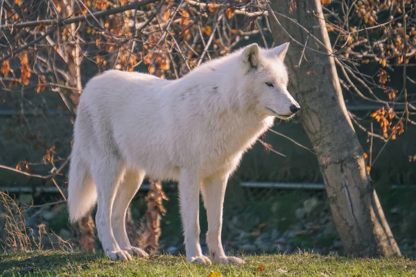 Nahaufnahme Eines Wolfes Der Auf Dem Gras Wald Steht — Stockfoto