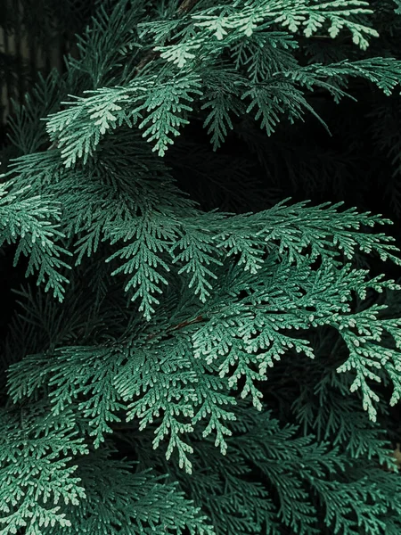 緑のトゥヤの枝の垂直ショット — ストック写真