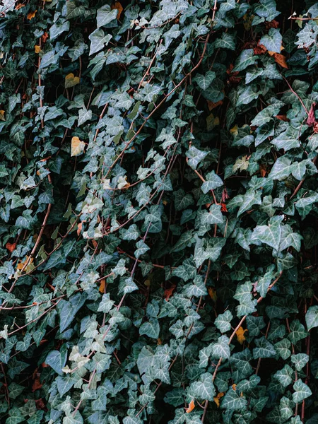 Eine Vertikale Aufnahme Leuchtend Grüner Reihen Von Blättern — Stockfoto