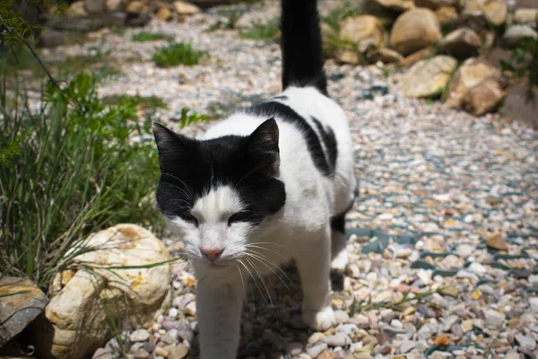 Eine Schöne Schwarz Weiße Katze Spaziert Durch Einen Garten — Stockfoto