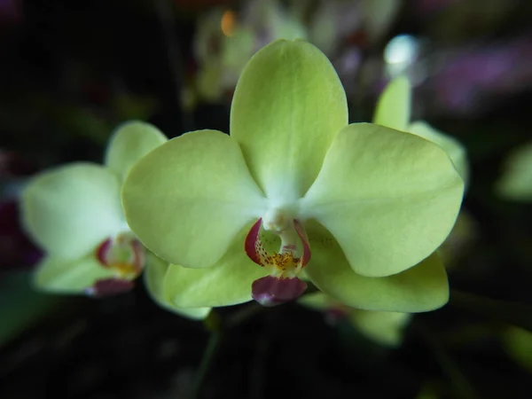 蛾の蘭の花のクローズアップマクロフォーカスショット — ストック写真