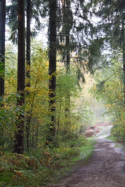 Een Verticaal Schot Van Een Pad Dat Door Een Dennenbos — Stockfoto