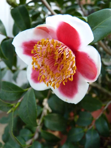 Vertical Shot Blooming Camellia Flowers Greenery — Stock Photo, Image