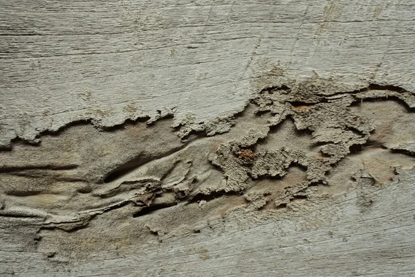 Close Textura Casca Árvore — Fotografia de Stock