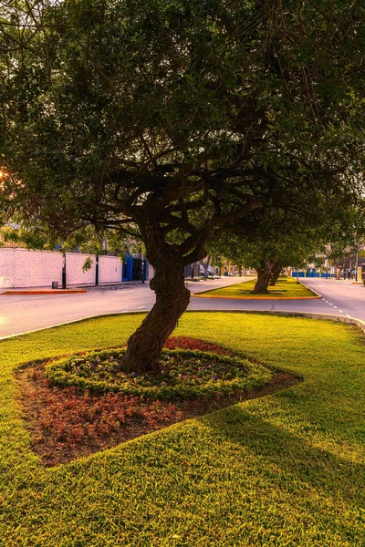 Tiro Seletivo Uma Árvore Meio Cruzamento — Fotografia de Stock