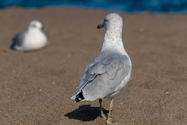 Primer Plano Una Gaviota Superficie Arenosa Cerca Costa — Foto de Stock