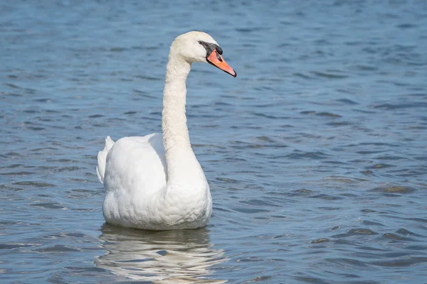 Selektiv Fokusbild Magnifik Svan Som Simmar Sjön — Stockfoto