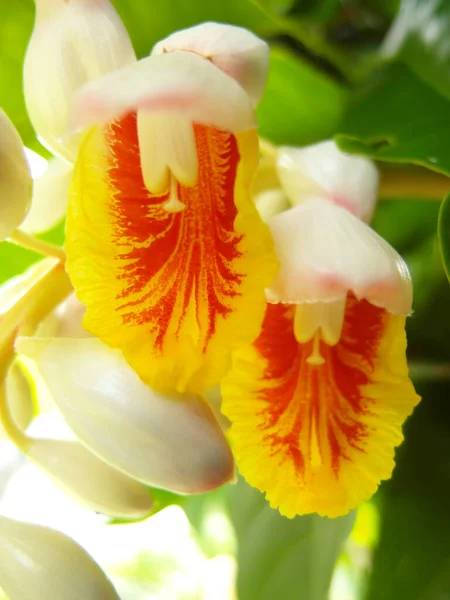 Primo Piano Fioritura Alpinia Malaccensis Fiori Zenzero — Foto Stock