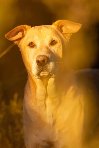 Colpo Verticale Labrador Alla Luce Del Sole — Foto Stock