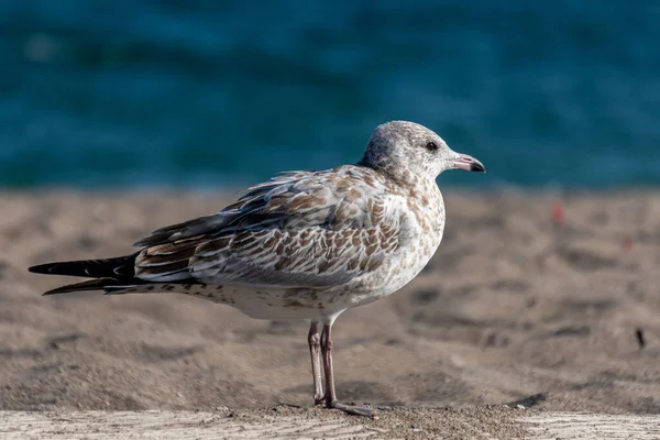 Closeup Shot Seagull Sandy Surface Seashore — Stock Photo, Image