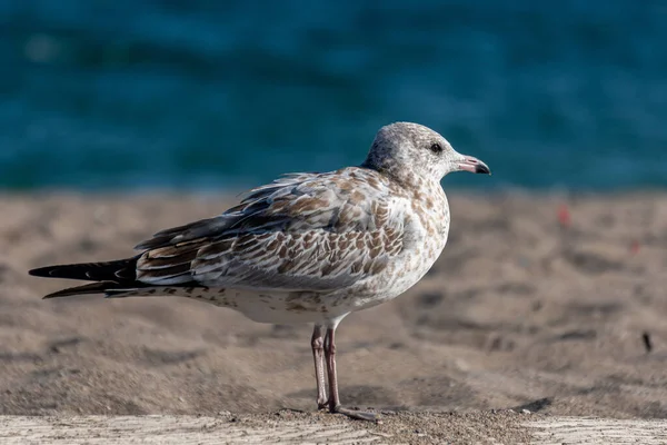 Tiro Perto Uma Gaivota Superfície Arenosa Perto Costa — Fotografia de Stock