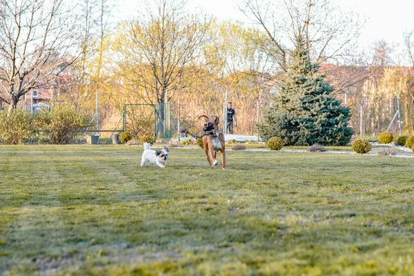 Shih Tzu Puppy German Boxer Running Fast Park — Stock Photo, Image