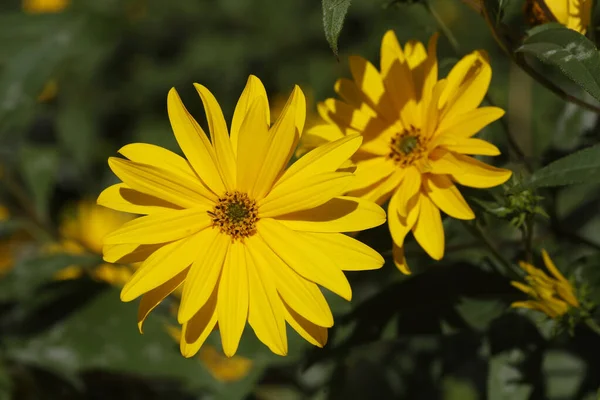 Sarı Rudbeckia Çiçeklerinin Seçici Odak Noktası — Stok fotoğraf