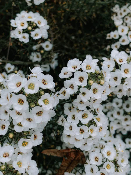 아름다운 아몬드 꽃들이 수직으로 — 스톡 사진