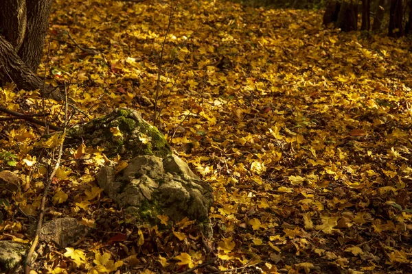 Vacker Utsikt Över Fallna Höstlöv Marken — Stockfoto