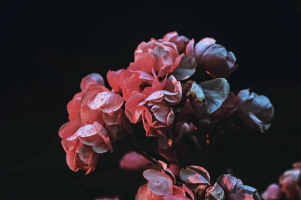 Primer Plano Hortensia Sobre Fondo Oscuro — Foto de Stock