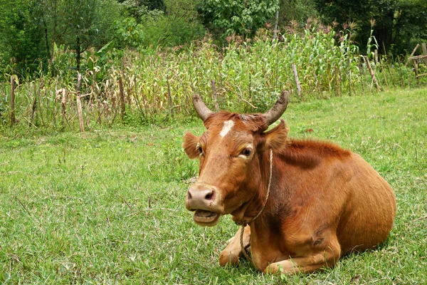 Close Uma Vaca Leite Marrom Deitada Pasto Grama — Fotografia de Stock