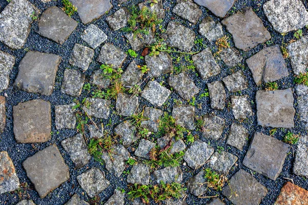 Ein Blick Von Oben Auf Pflanzen Die Aus Den Steinen — Stockfoto