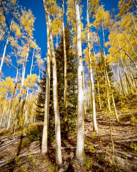 Vue Angle Bas Magnifique Paysage Automnal Avec Des Arbres Jaunes — Photo