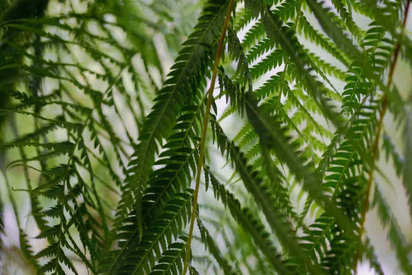 Closeup Shot Balantium Antarcticum — Φωτογραφία Αρχείου