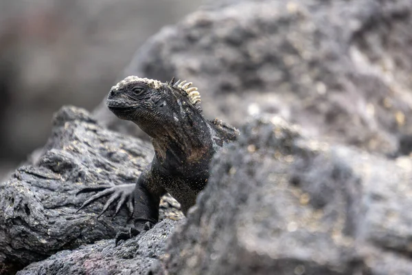 Closeup Shot Marine Iguana Rocky Surface Royalty Free Stock Photos